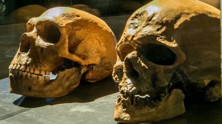 4.1 Comparison of Neanderthal and anatomically modern human skulls