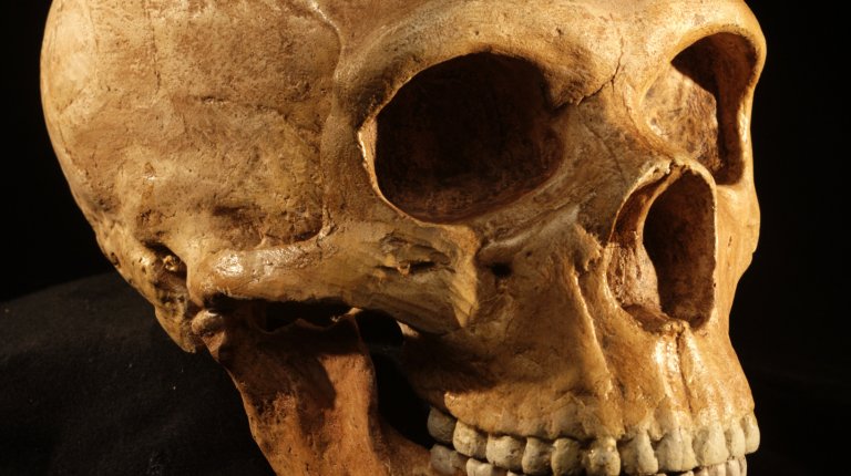 Homo neanderthalensis (photo: M. Frouz)