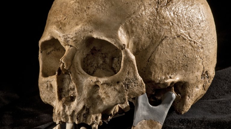 Homo sapiens (photo: M. Frouz)