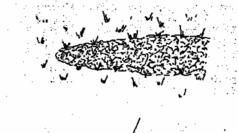 Shovel-like tool (after Feustel 1973)