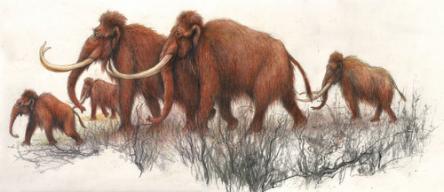 Drawing: P. Dvorský