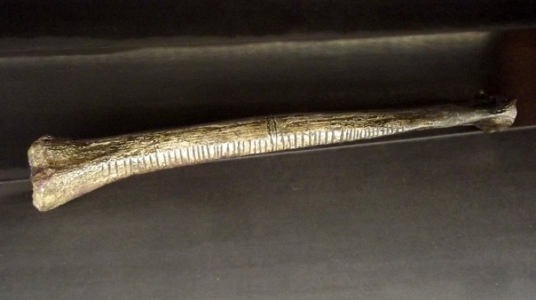 8.5 Bone with incisions – “counting stick”