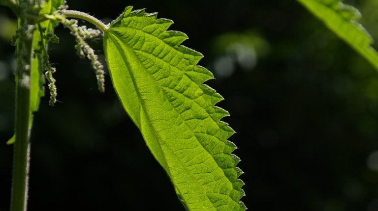 Workshop of prehistoric technologies III: Prehistoric processing of nettle fiber (2017)