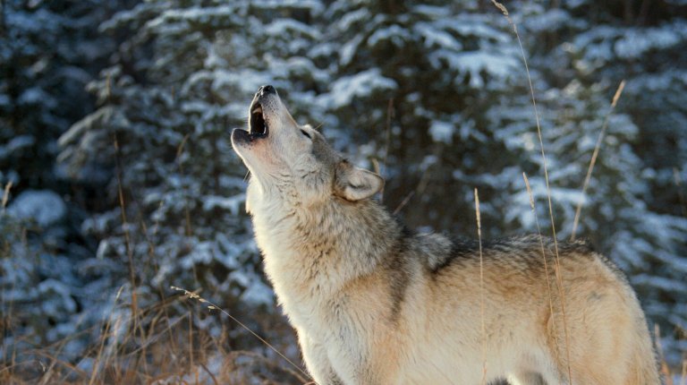 International Archaeology Day in Archeopark Pavlov & Wolf from Pavlov